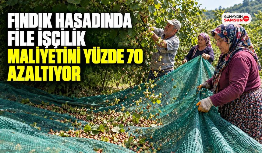 Fındık Hasadında File İşçilik Maliyetini Yüzde 70 Azaltıyor