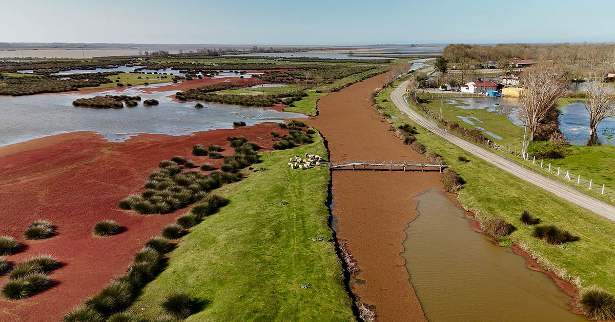 Kizil Egreti Otu Kizil Delta Kizilirmak 3