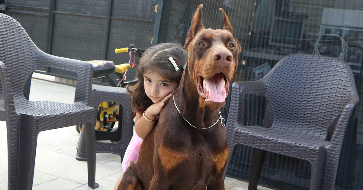 Samsun Doberman Ciftligi 4