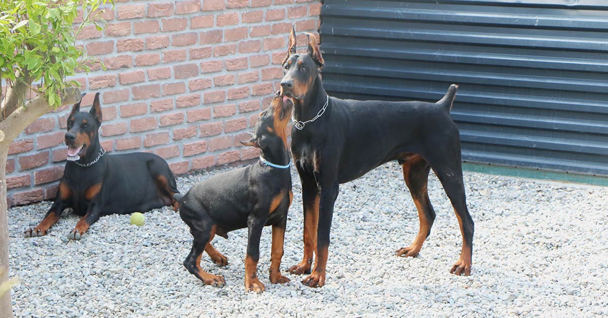 Samsun Doberman Ciftligi 5