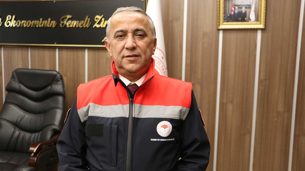 Jersey Inekleri Samsun 2