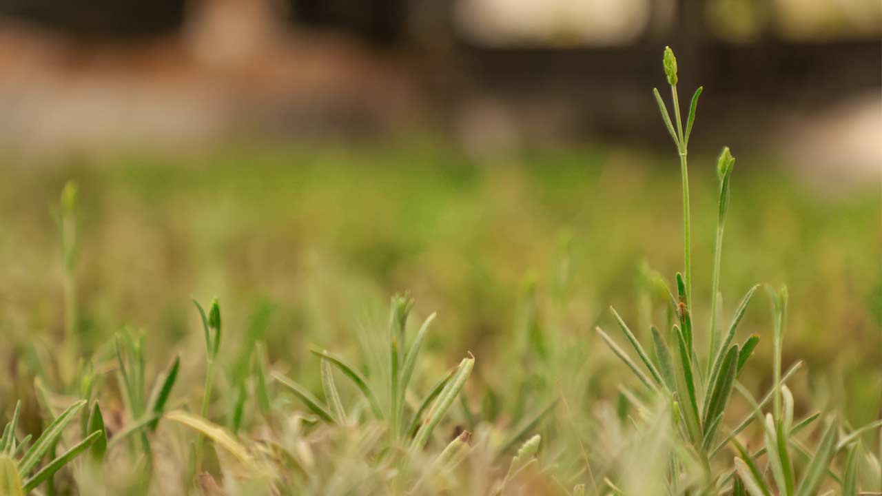 Ilkadim Aromatik Bitkiler 2