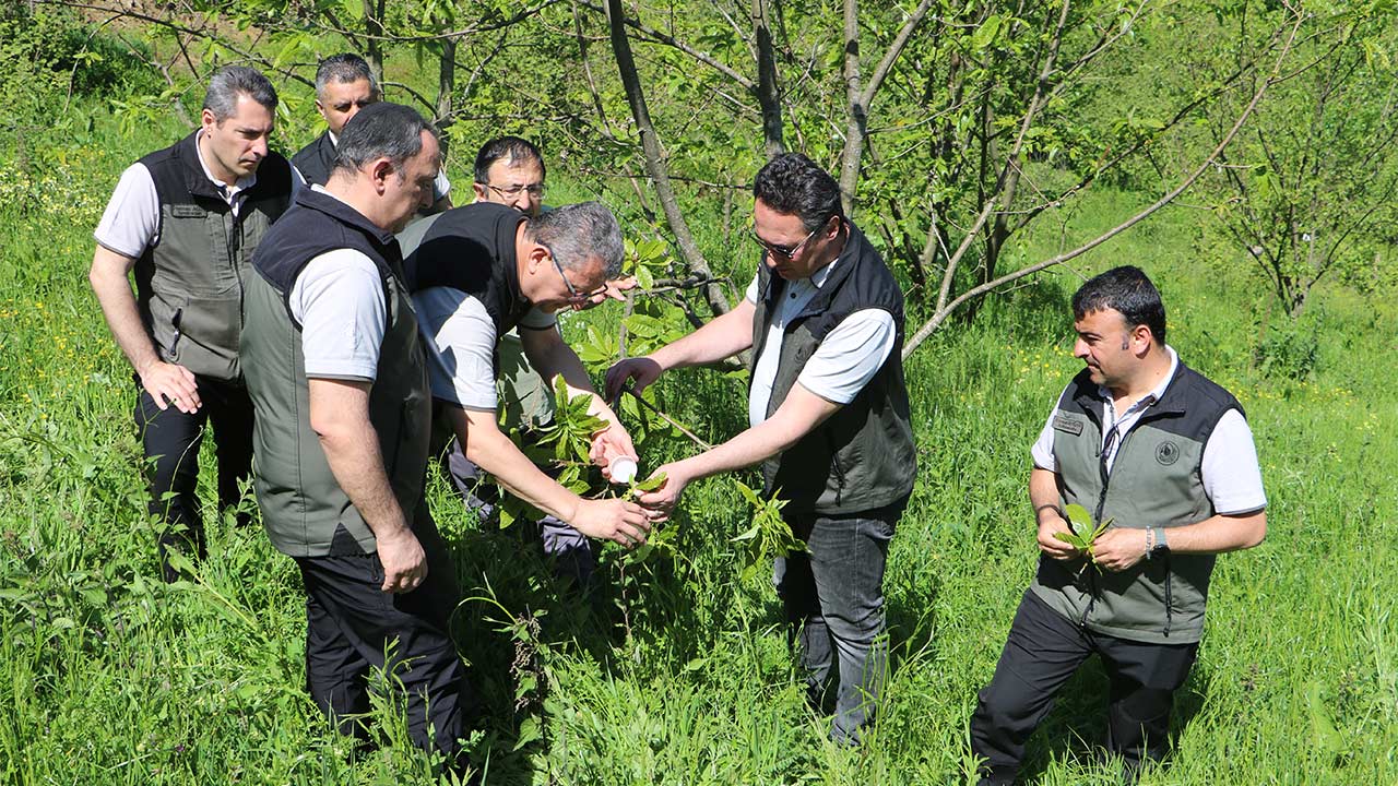 Kestane Gal Arisi Mucadele 2