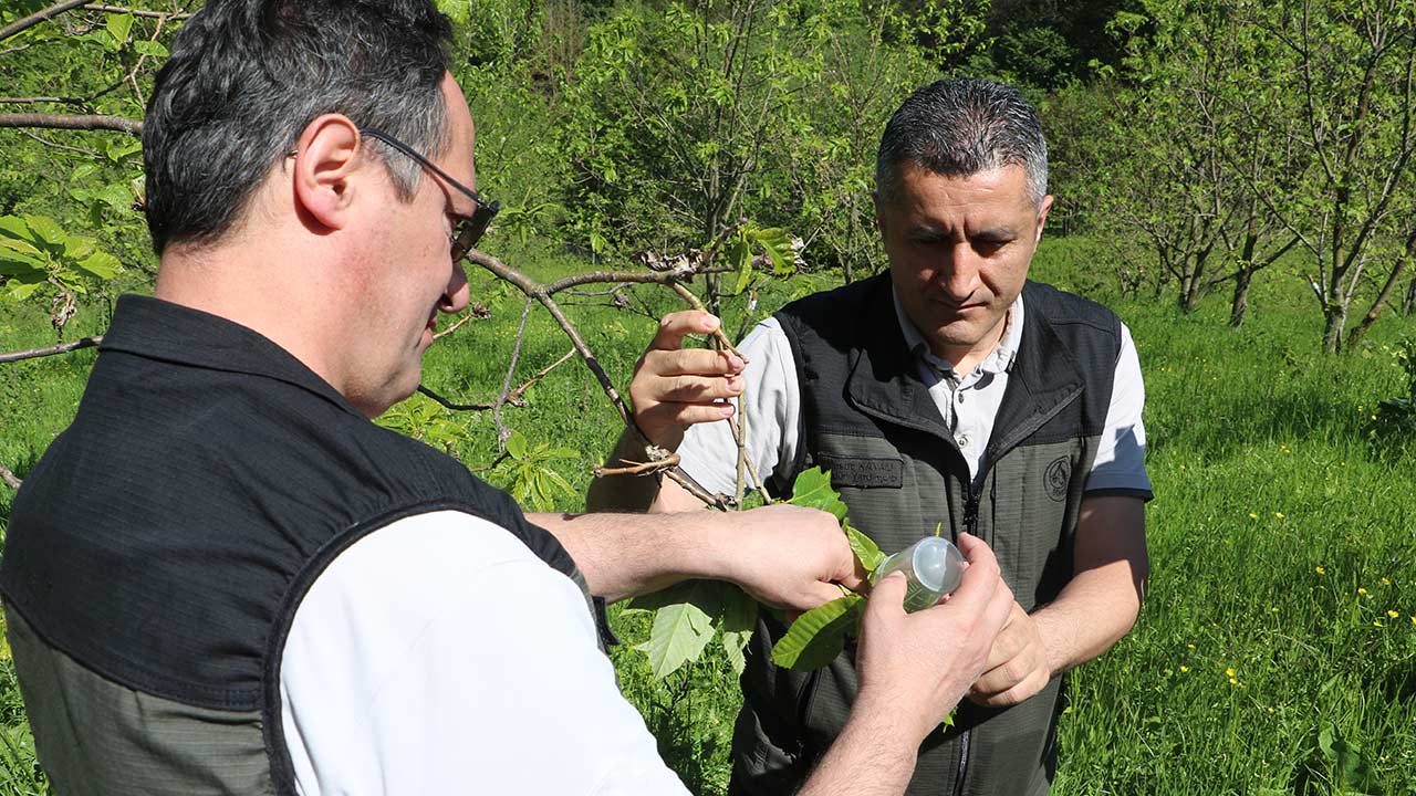 Kestane Gal Arisi Mucadele 3