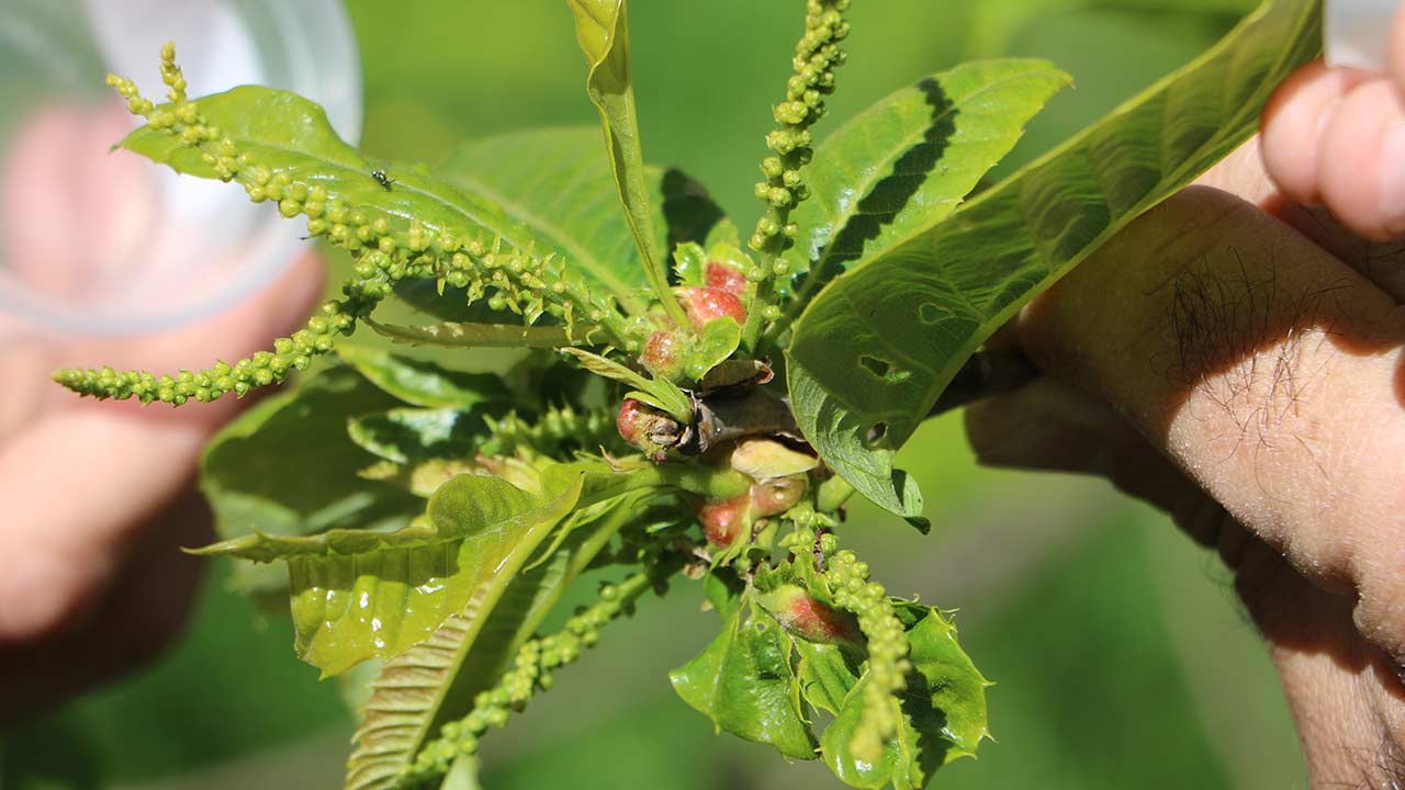 Kestane Gal Arisi Mucadele 4