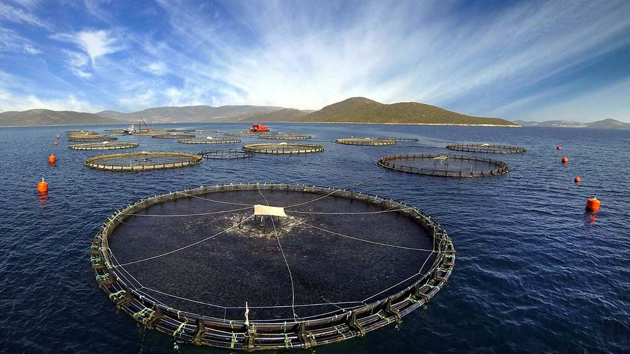 Kultur Baliklari Saglik 3