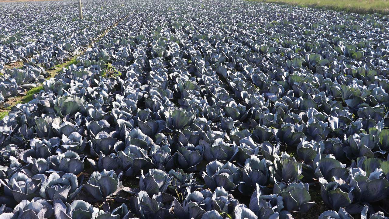 Samsun Lahana Uretimi Tarim 2