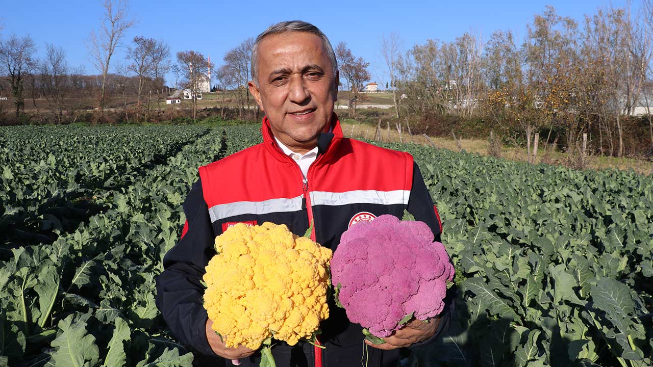 Samsun Lahana Uretimi Tarim 3