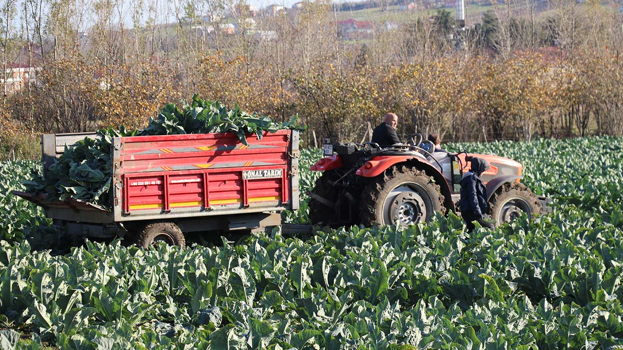Samsun Lahana Uretimi Tarim 4