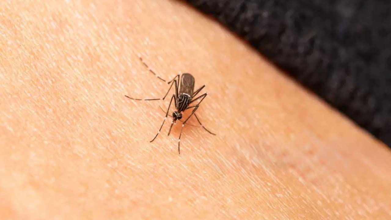 Sivrisinek Uyarisi Samsun 3