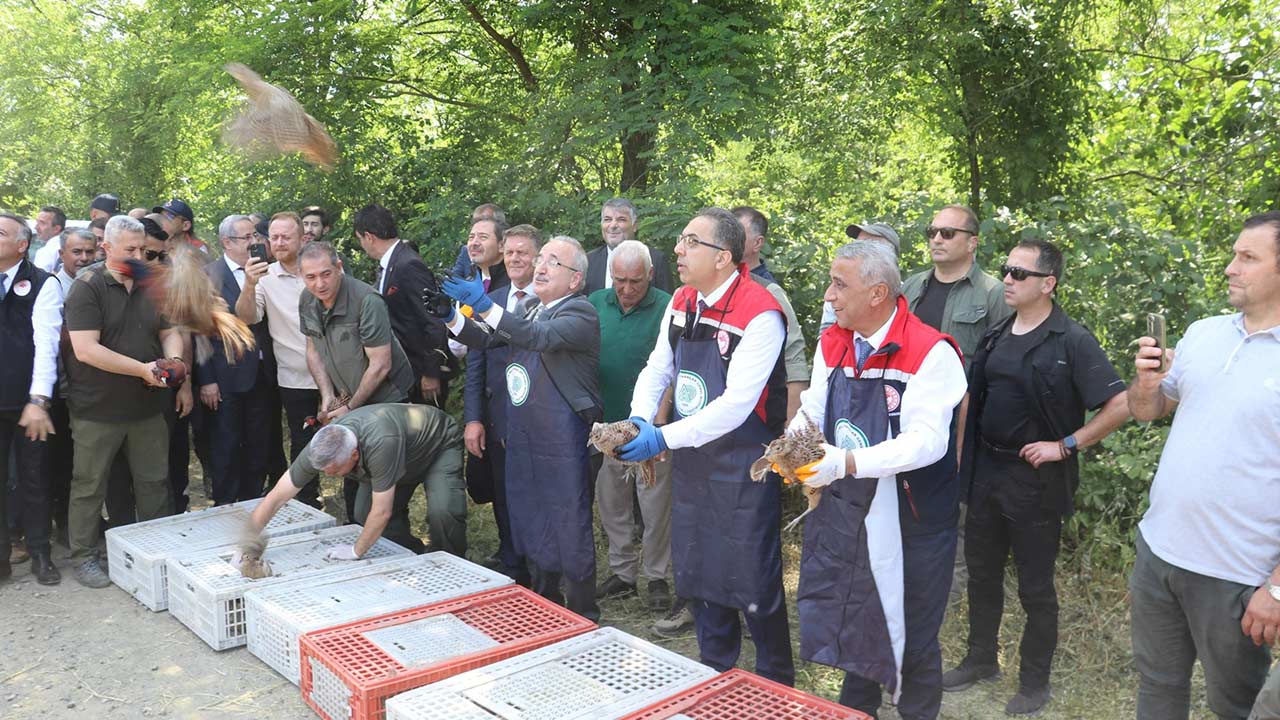 Kahverengi Kokarca Samsun Salindi 4