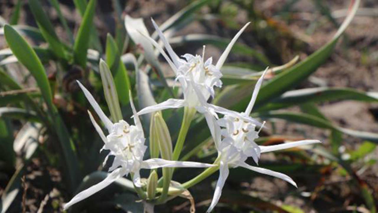 Samsun Kum Zambagi 2