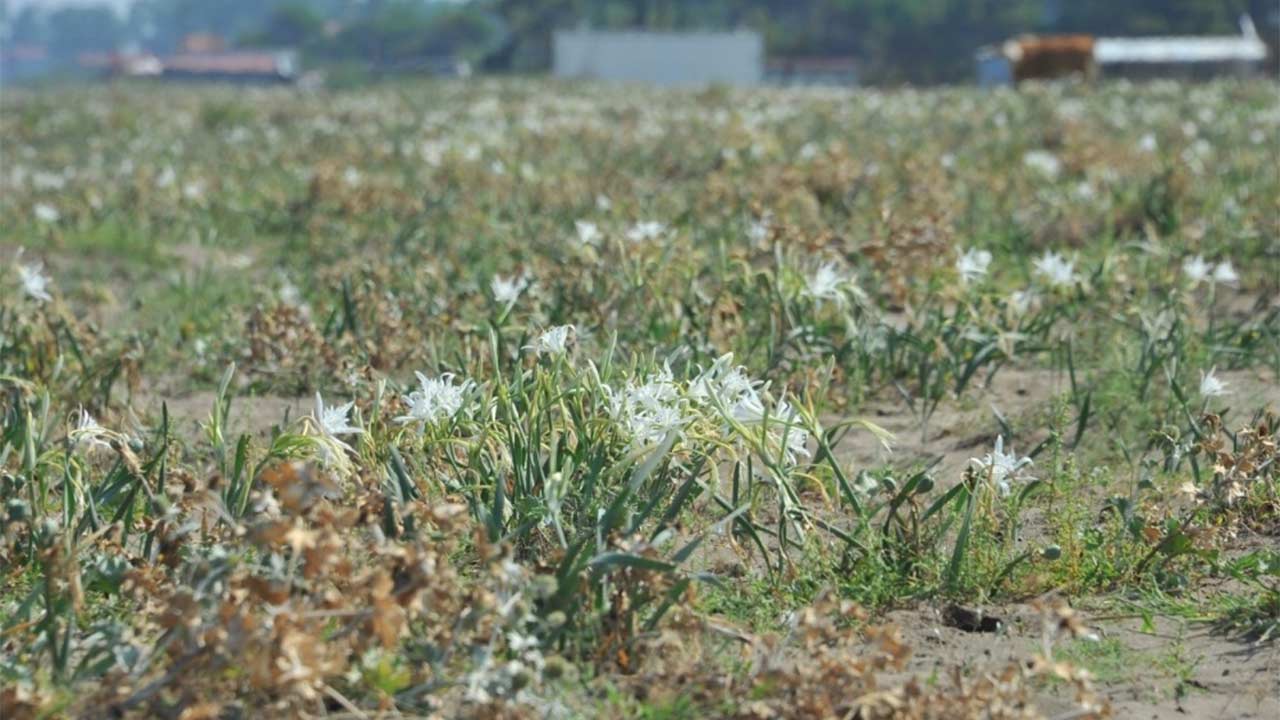 Samsun Kum Zambagi 3