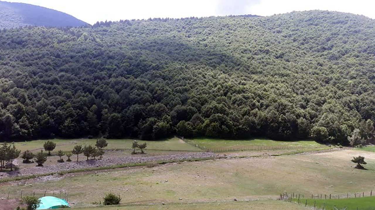 Samsun Orman Yasak 2