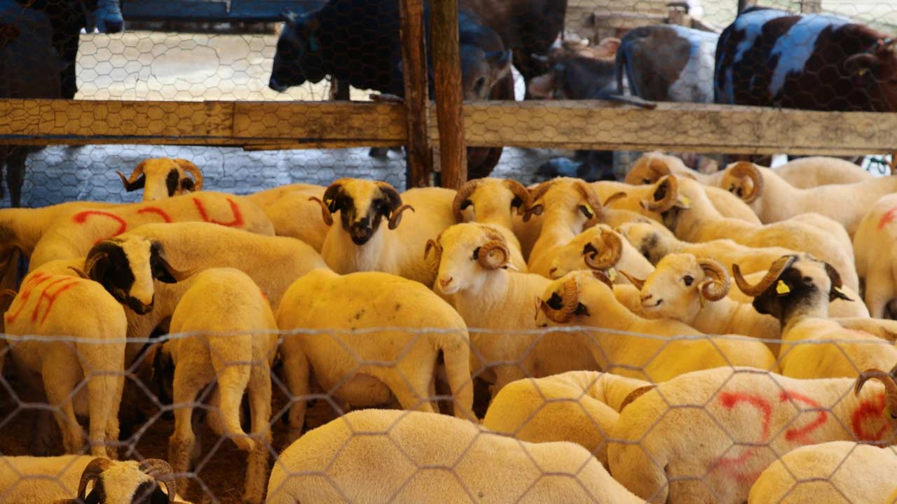 Samsun Tarim Kurban Denitimi 3