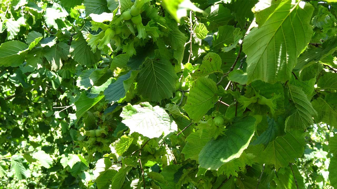 Samsun Findik Rekoltesi 2