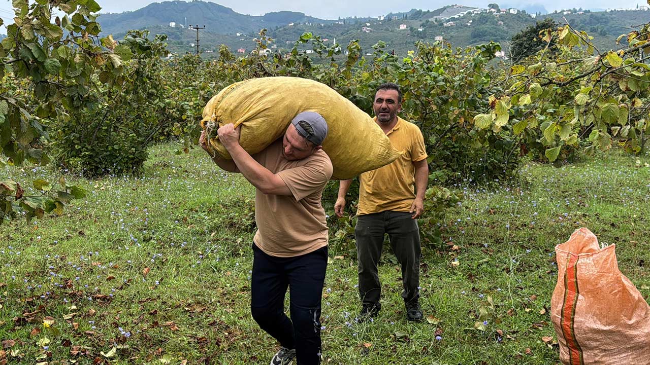 Ordu Findik Hasadi 2