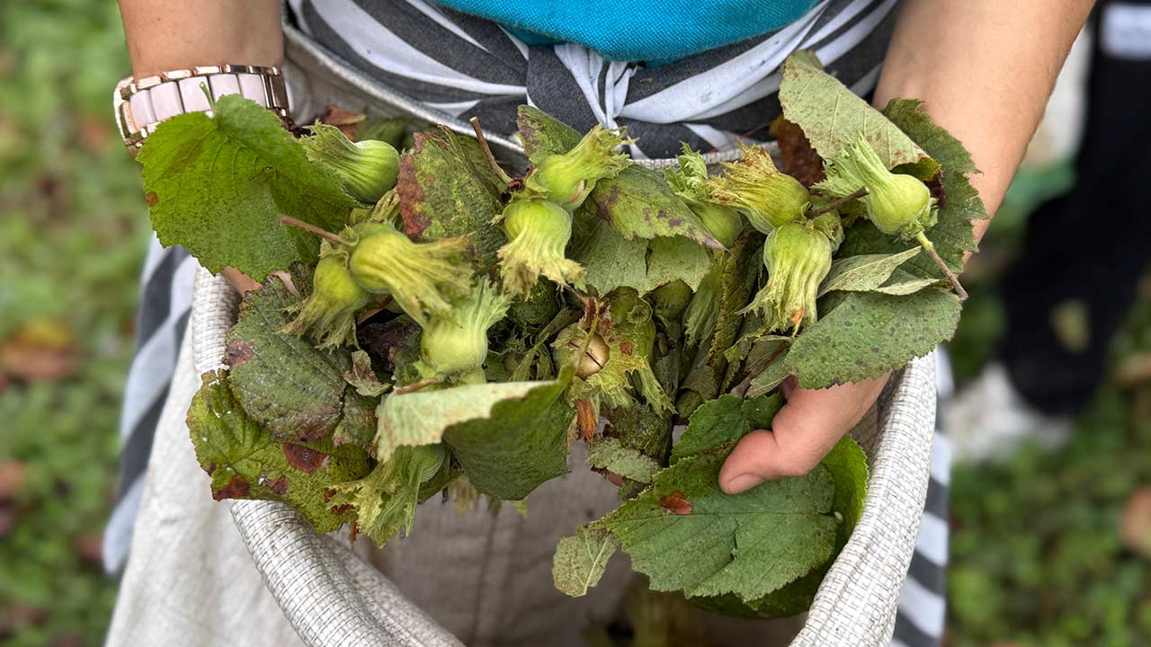 Ordu Findik Hasadi 3