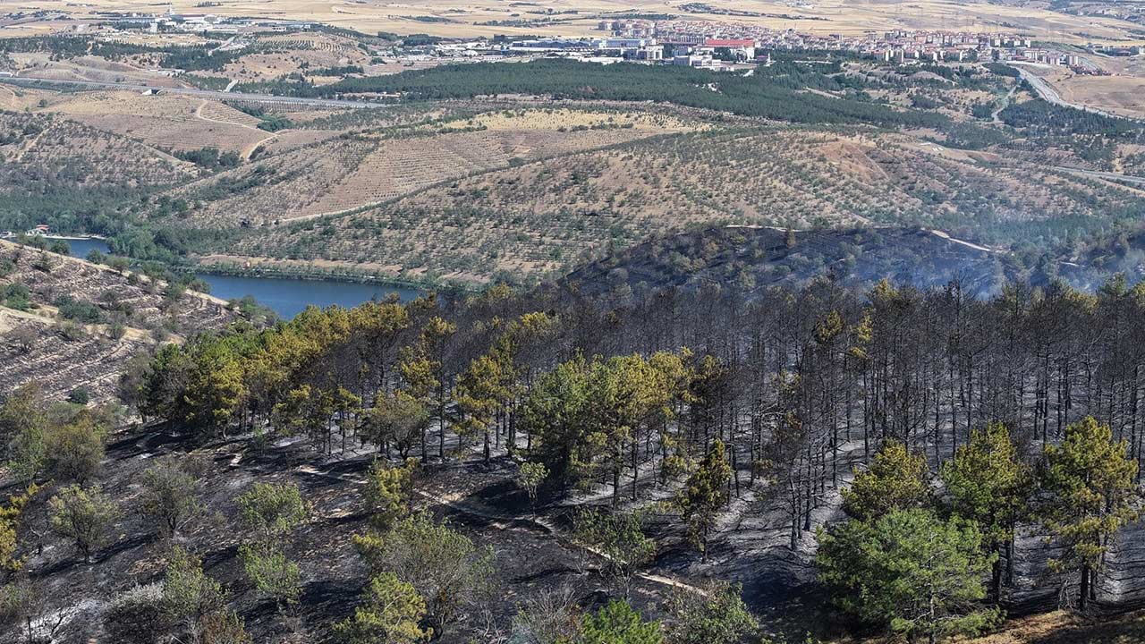 Orman Yangini Toprak Alti 3