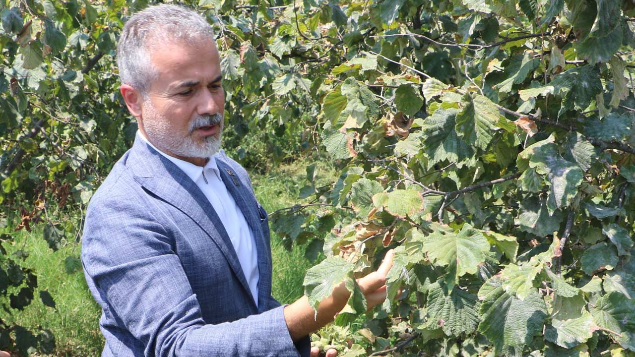 Suat Kilic Findik Fiyati 3