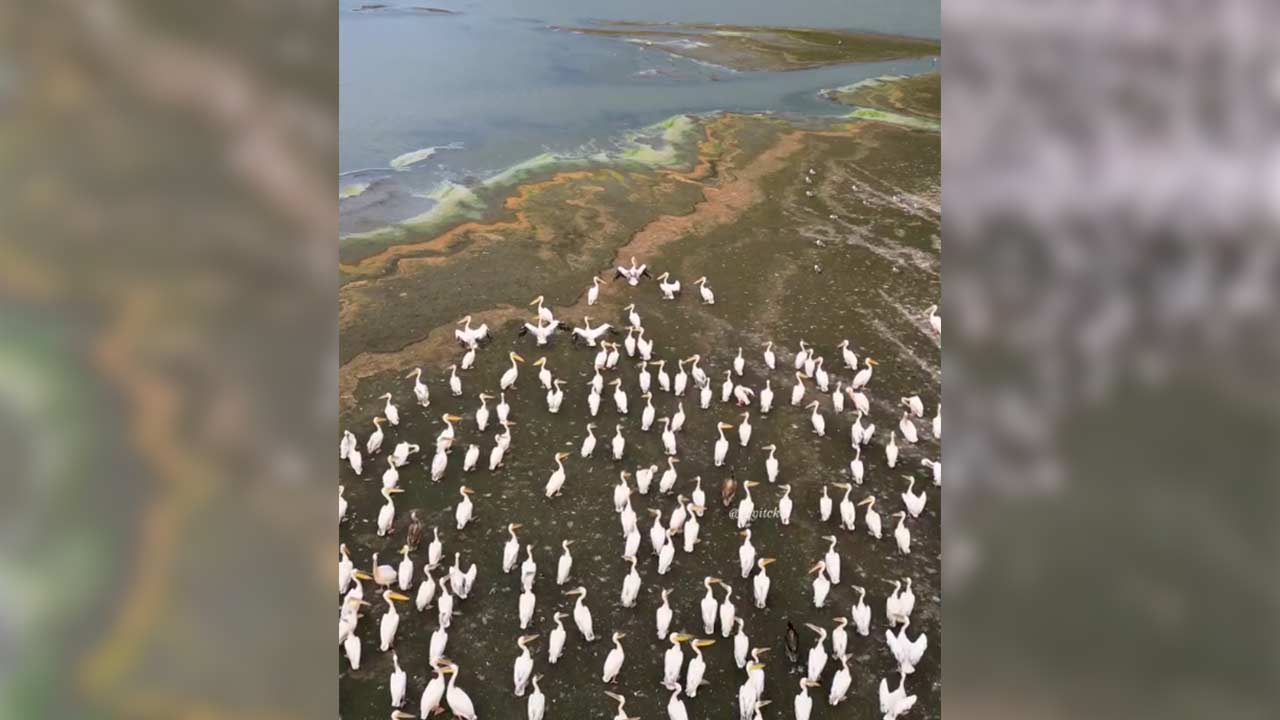 Ladik Golu Pelikan 1