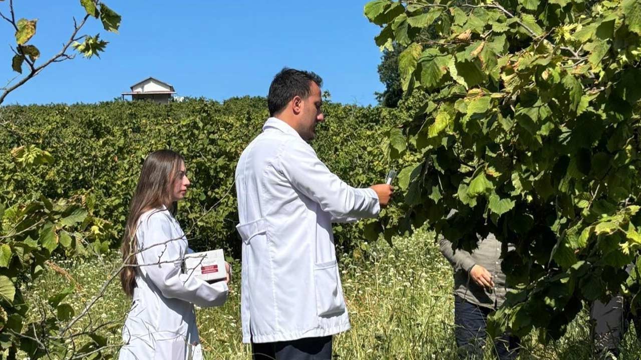 Samuray Arisi Samsun 2