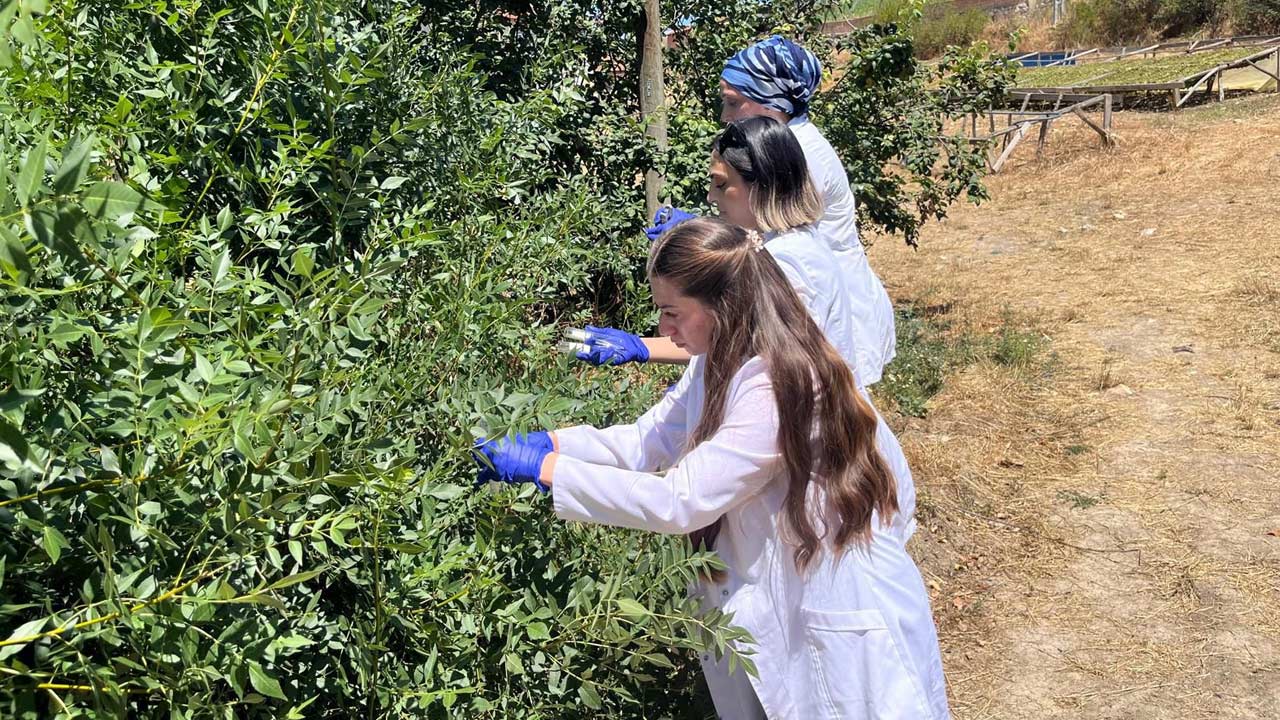 Samuray Arisi Samsun 3