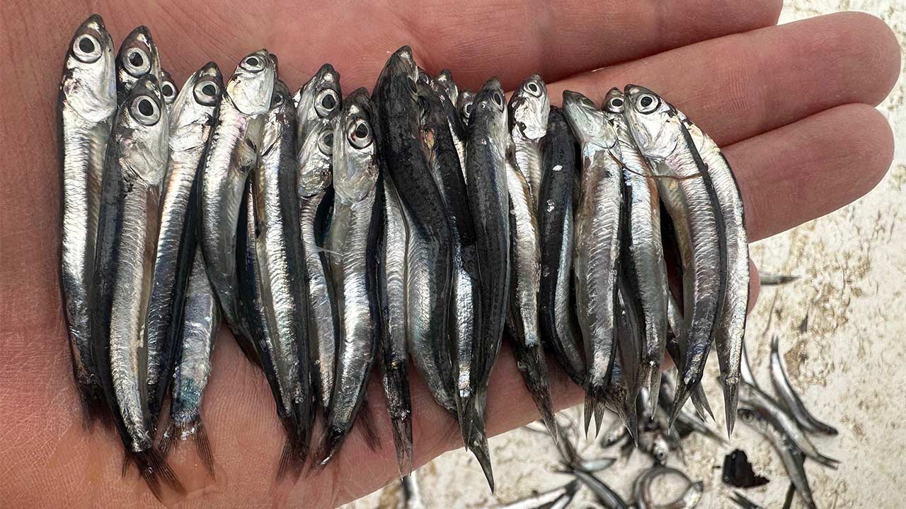 Hamsi Tehlike Karadeniz 2