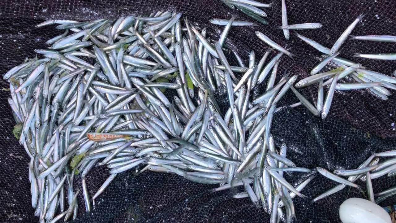 Hamsi Tehlike Karadeniz 3