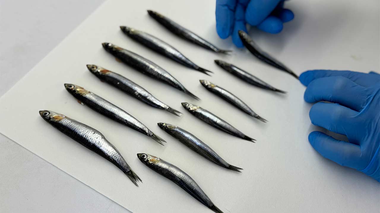 Hamsi Tehlike Karadeniz 4