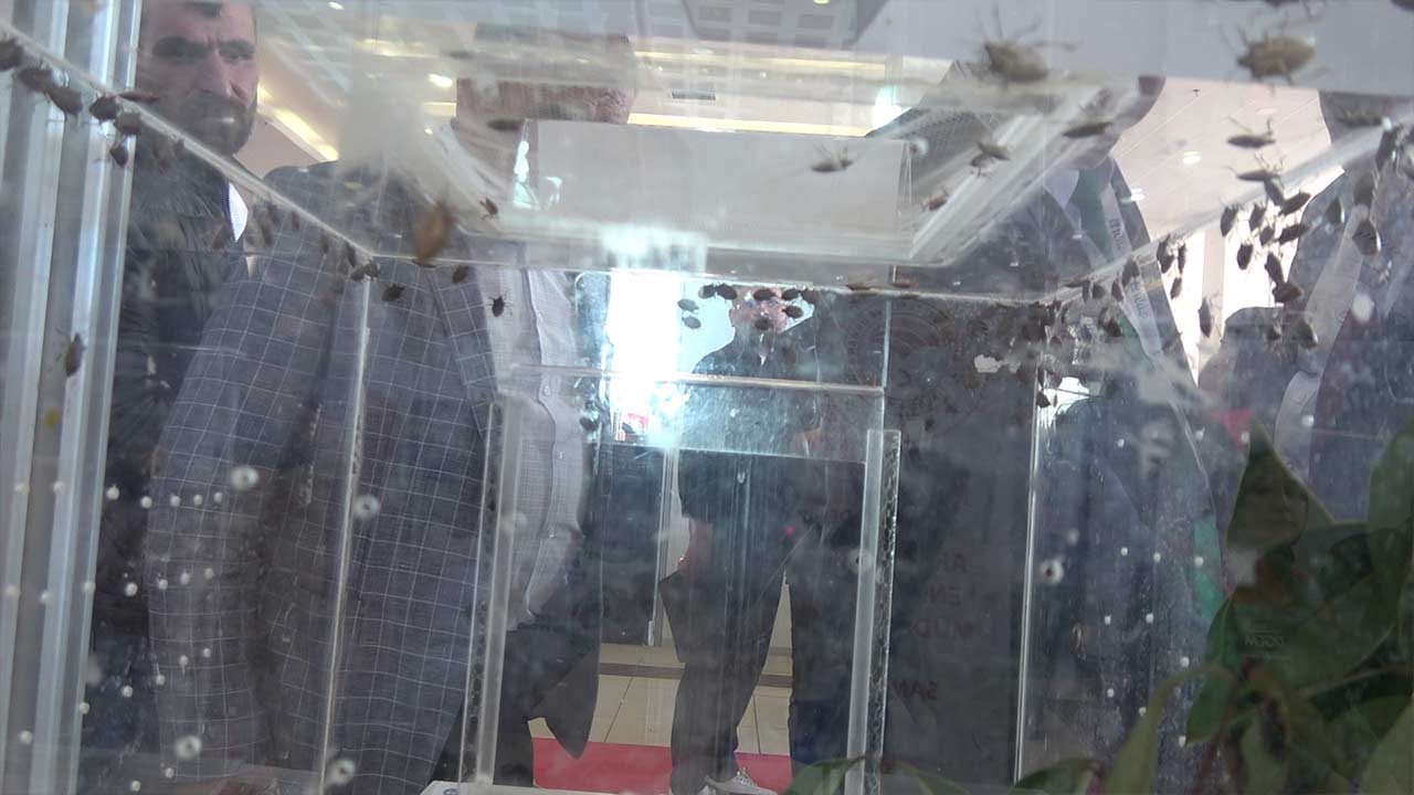 Samuray Arisi Panik Yapmayin 2