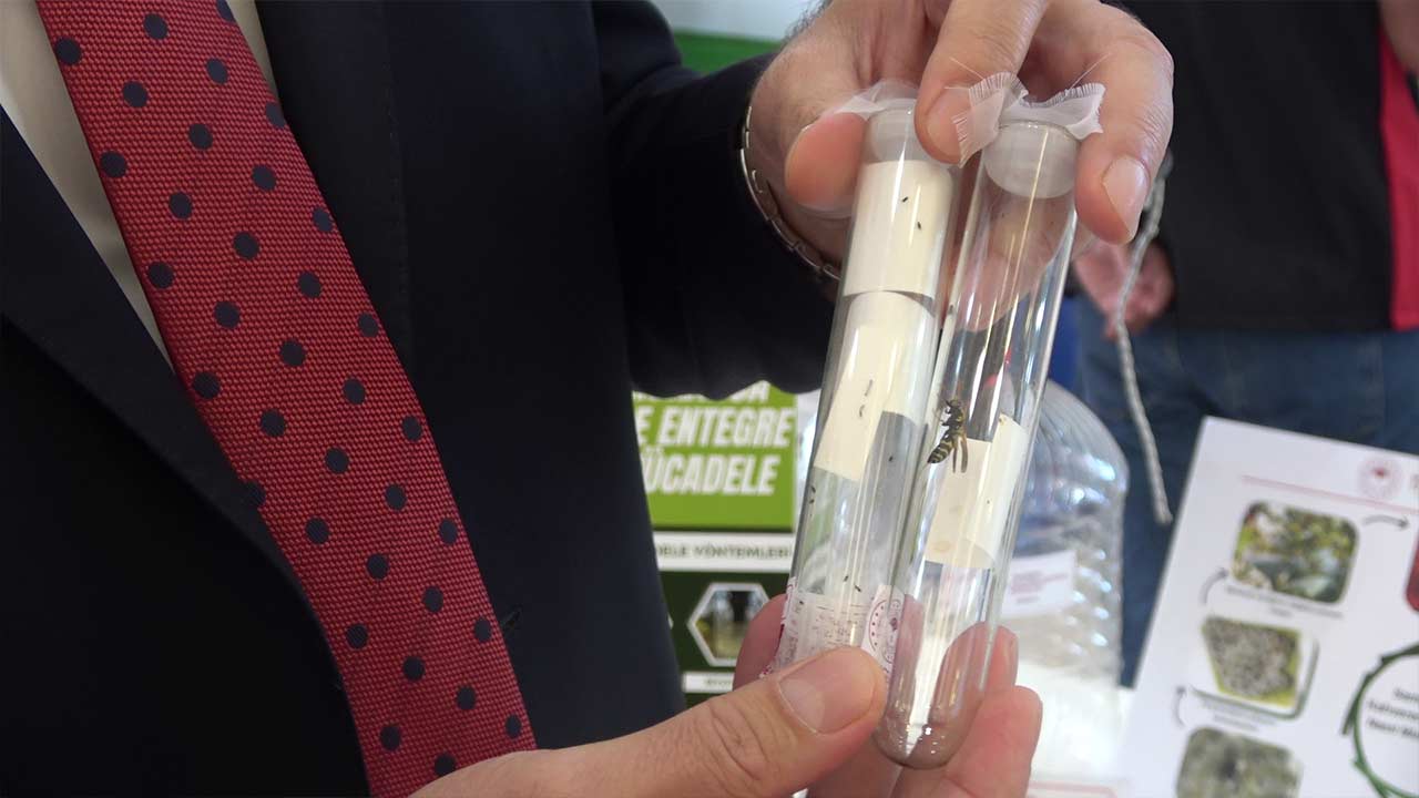 Samuray Arisi Panik Yapmayin 3