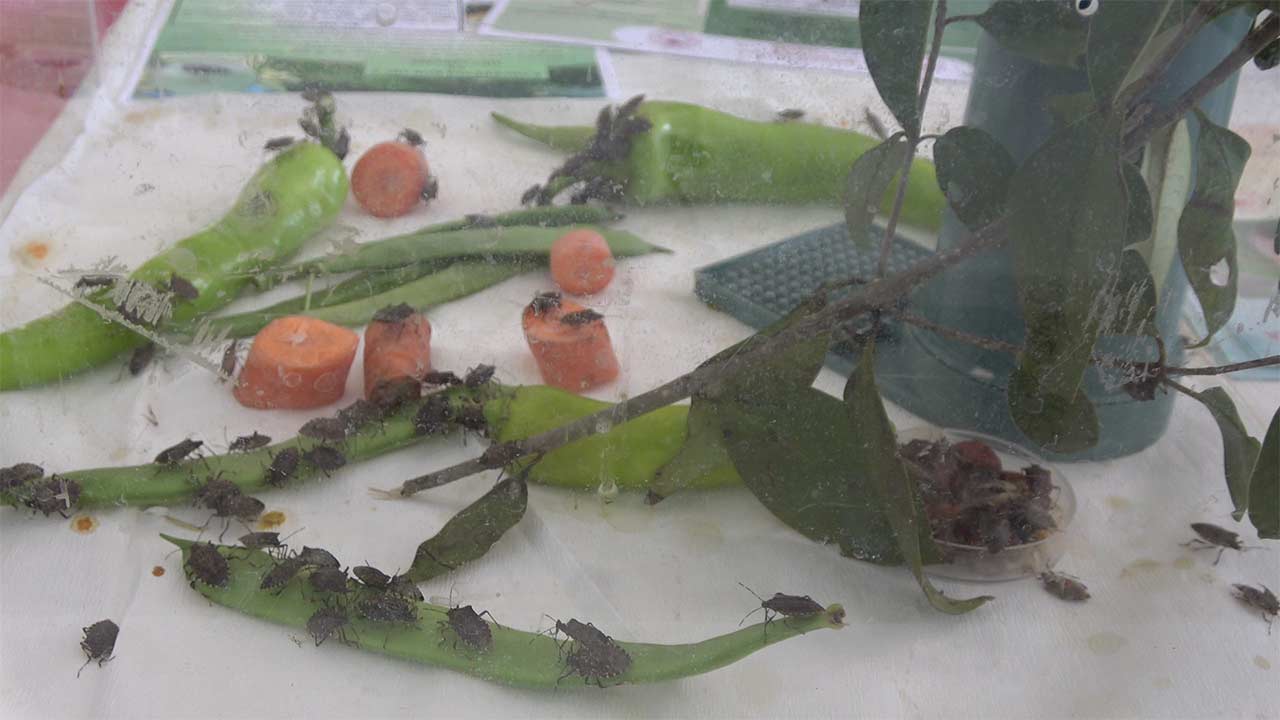 Samuray Arisi Panik Yapmayin 5