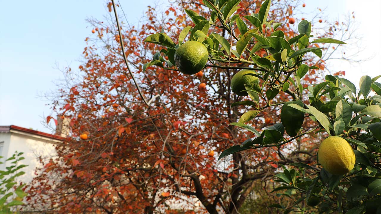 Organik Meyve Yetistiriyor 2