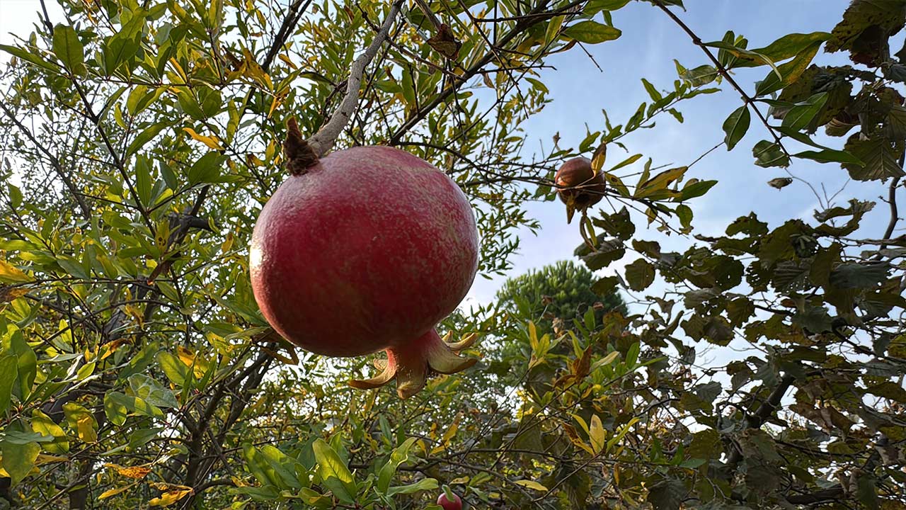 Organik Meyve Yetistiriyor 3