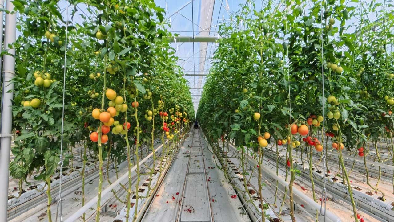 Bafra Sera Osb Vali Tavli 2