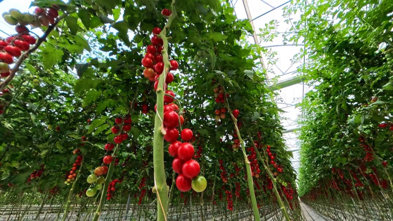 Bafra Sera Osb Vali Tavli 3