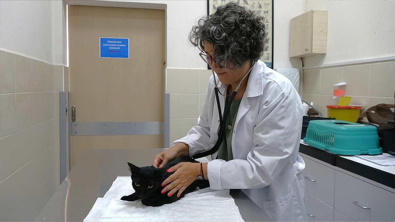 Evcil Hayvan Uyari 2