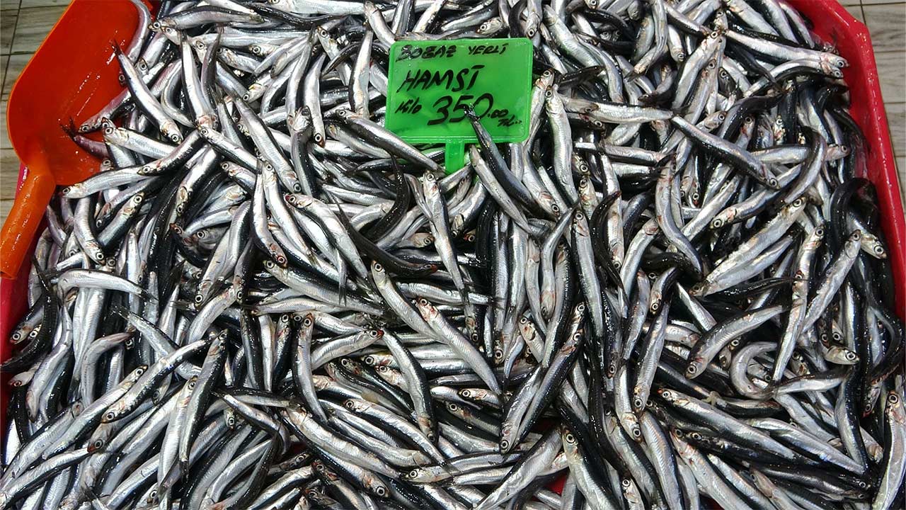 Hamsi Balik Gurcistan 2