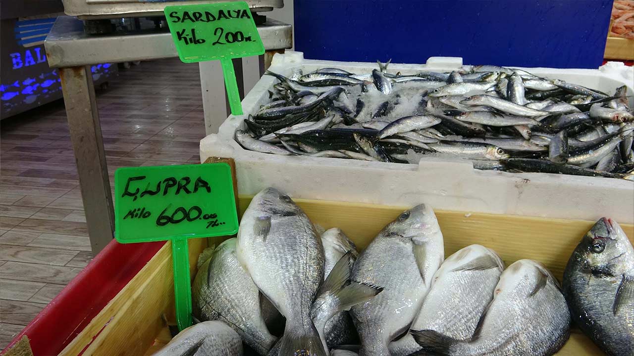 Hamsi Balik Gurcistan 3