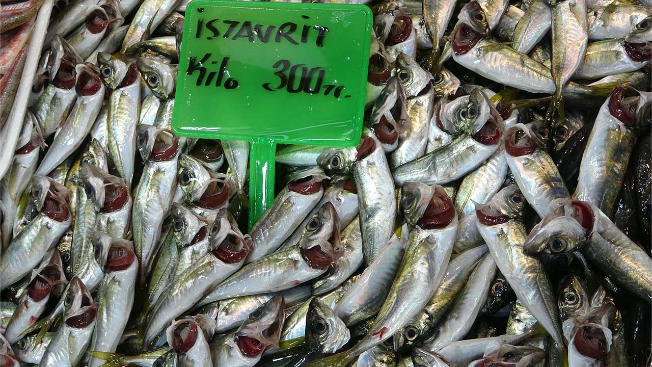 Hamsi Balik Gurcistan 4