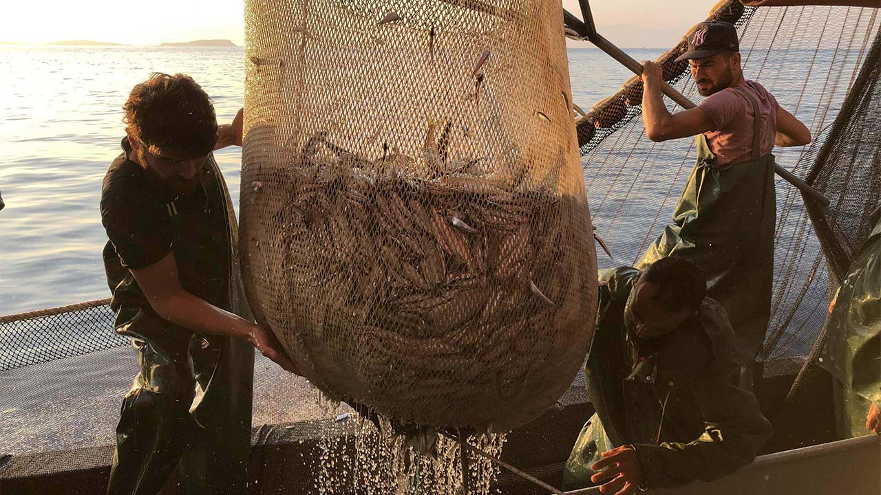 Hamsi Balik Gurcistan 5