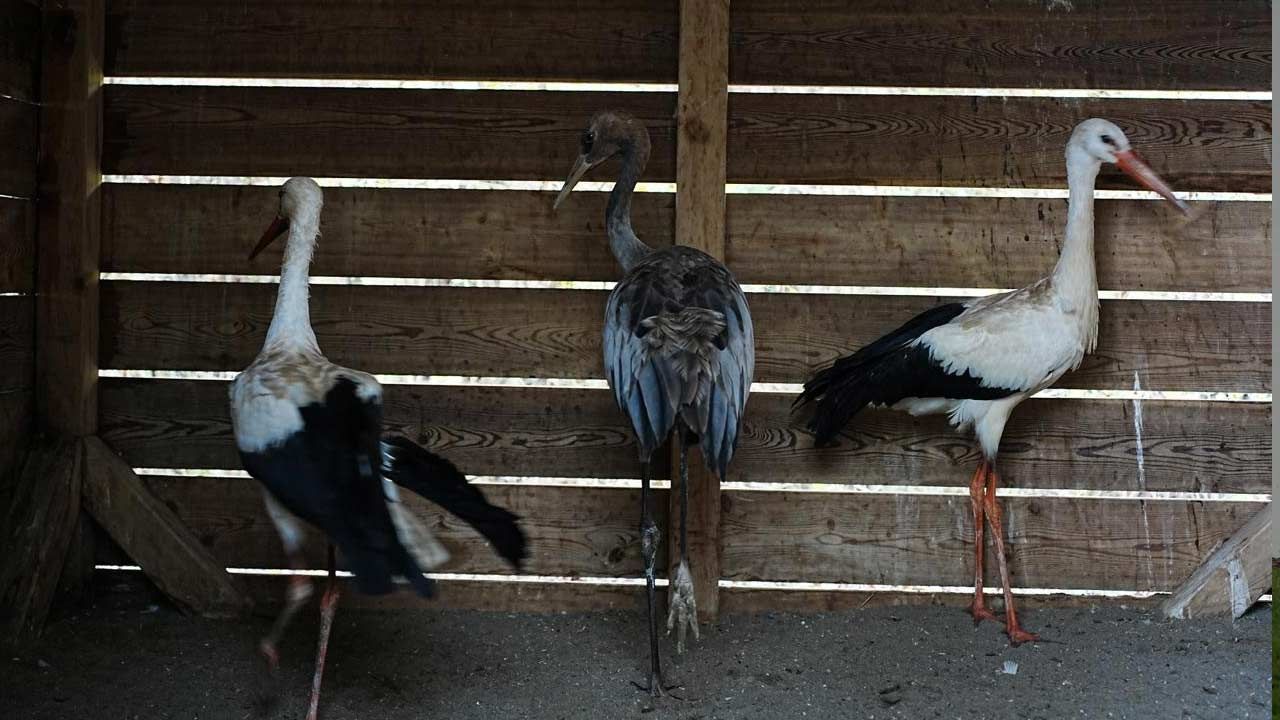 Kizilirmak Deltasi Samsun Yaban Hayati 5