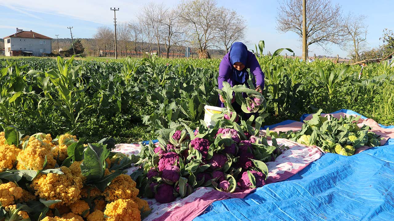 Samsun Lahana Uretimi Birinci 2