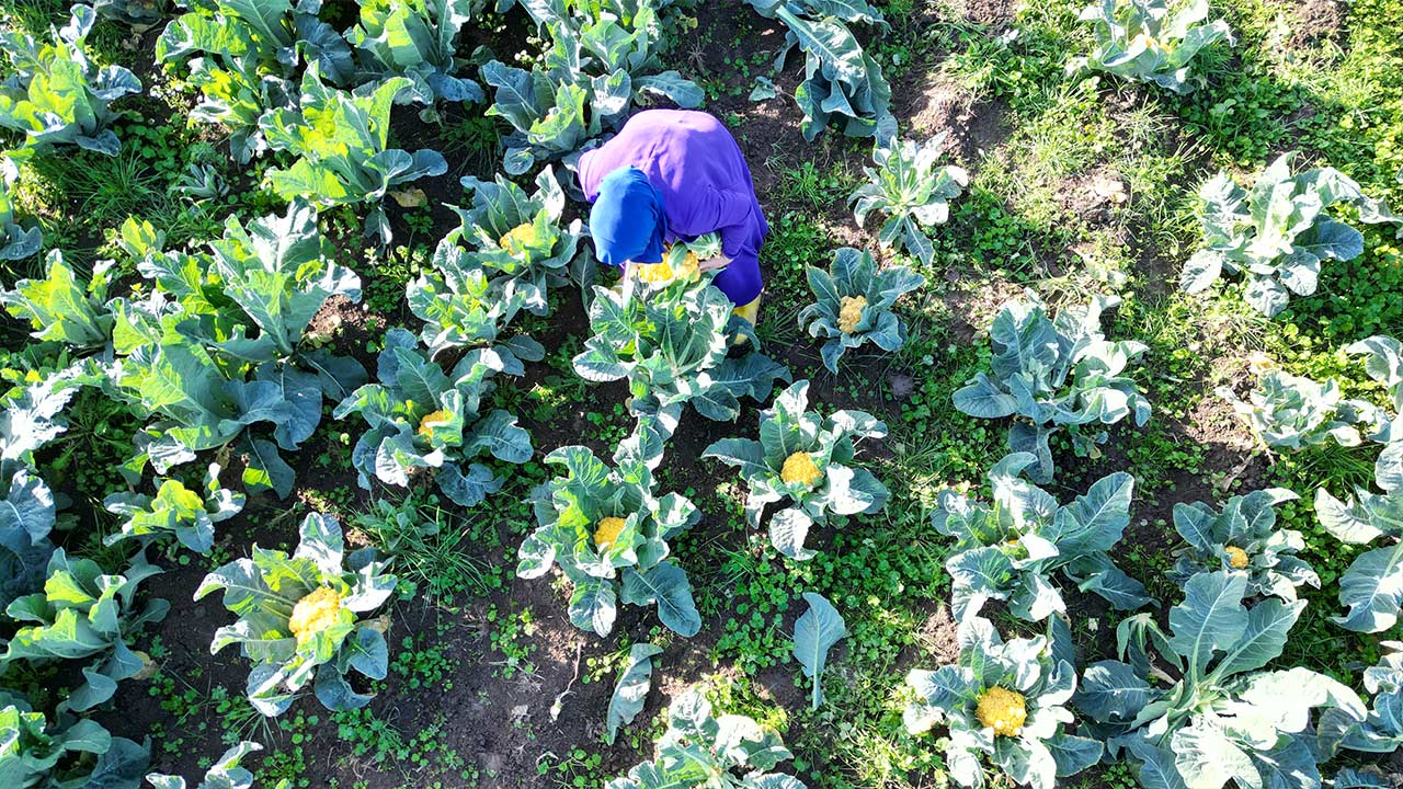 Samsun Lahana Uretimi Birinci 3