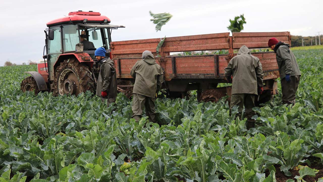 Samsun Lahana Uretimi Birinci 4
