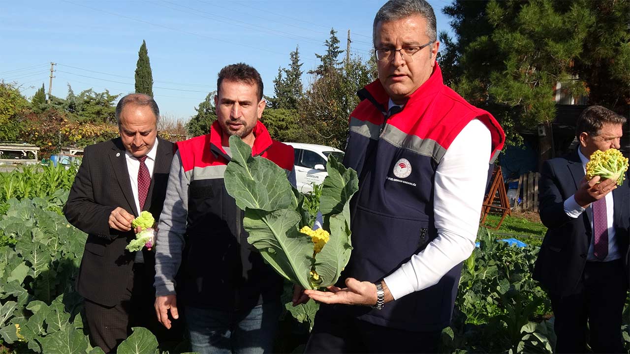 Samsun Lahana Uretimi Birinci 5