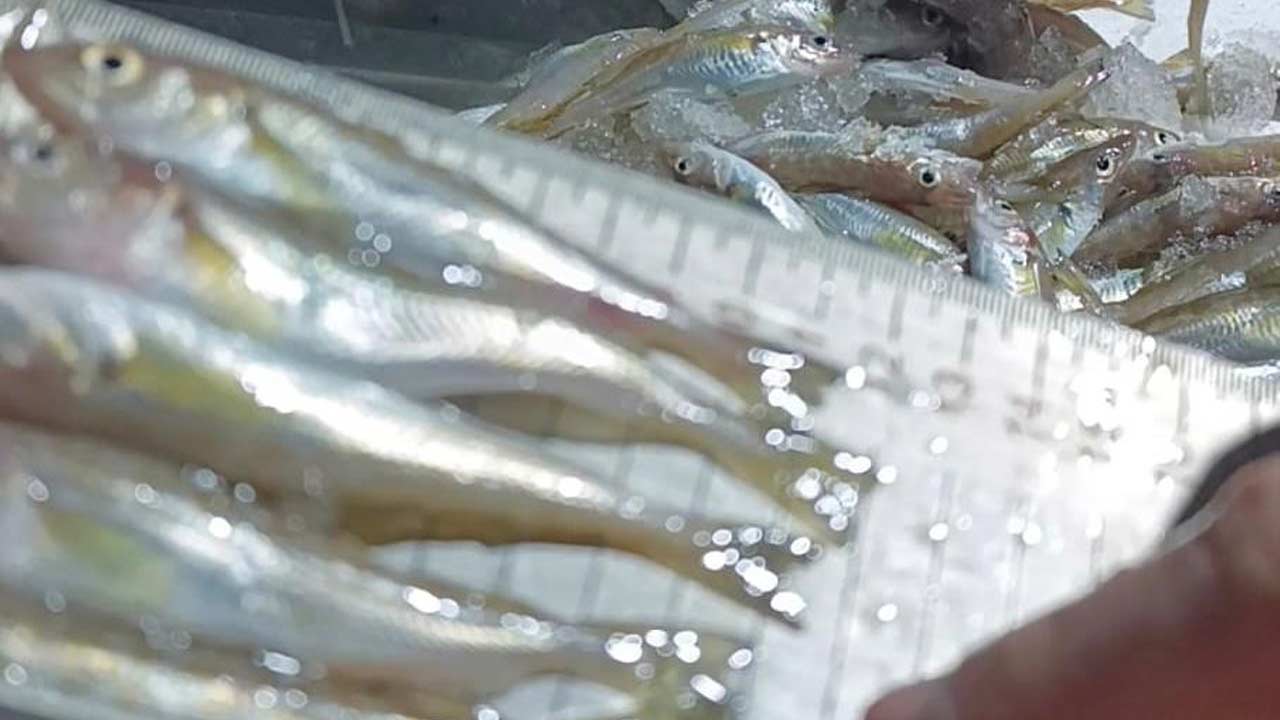 Kacak Avcilik Mezgit 2