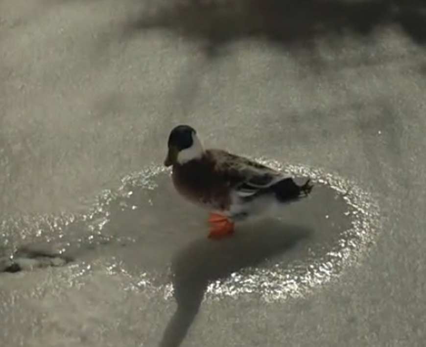 Ladik Gol Dondu Ordek Yuzdu 2