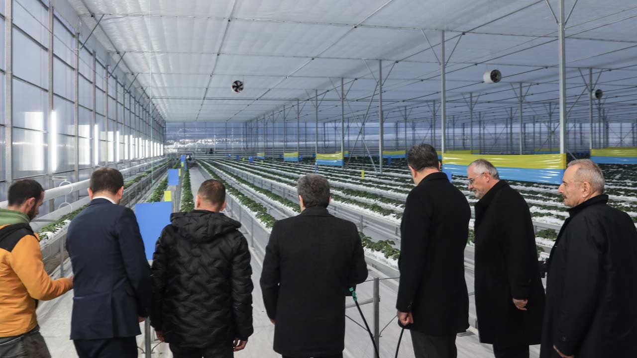 Vali Tavli Bafra Sera 3